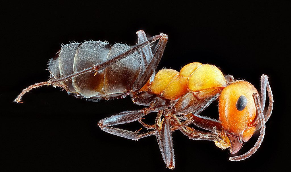 Ant Control service in Brooklyn Park, MN