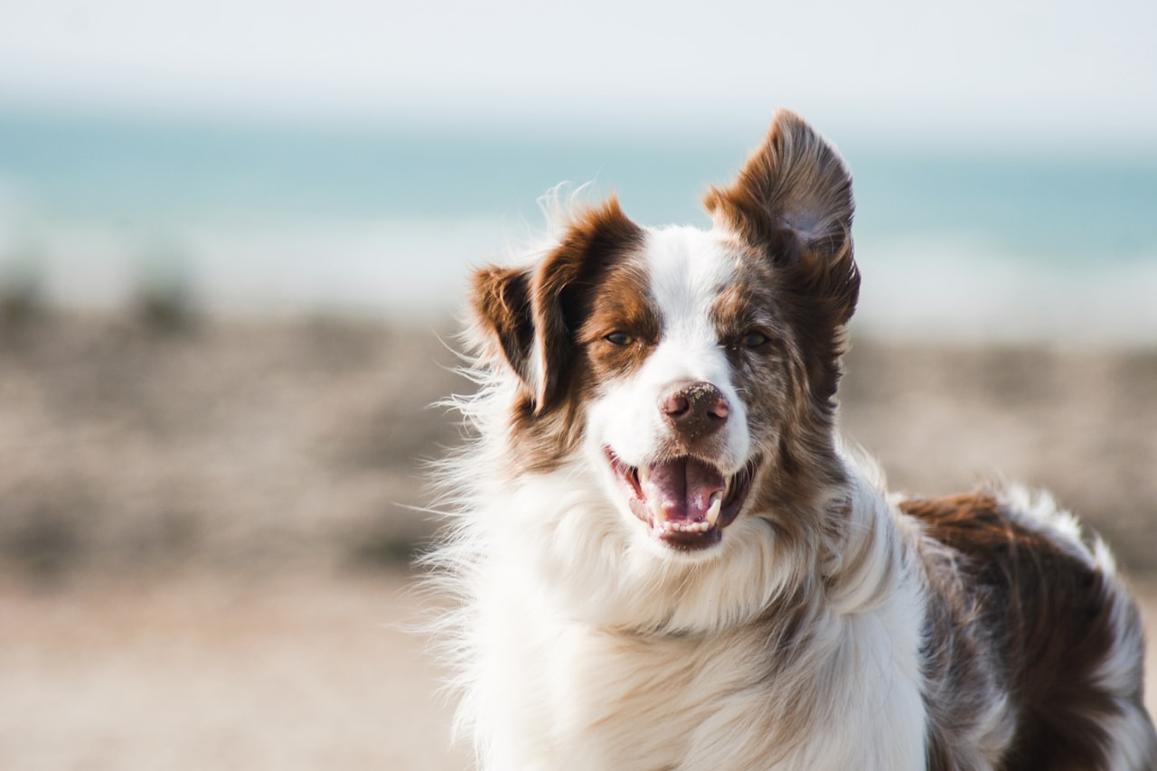 Flea & Tick Control service in Brooklyn Park, MN