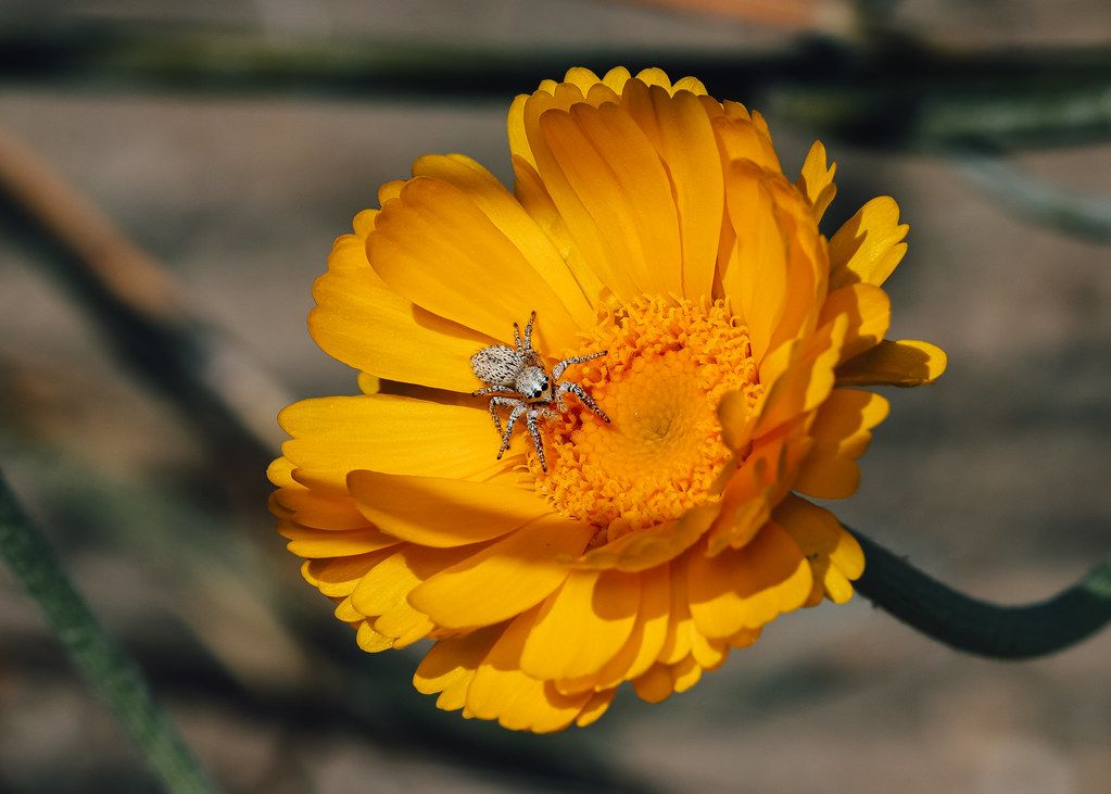 Spider Control service in Brooklyn Park, MN